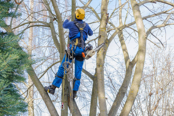 How Our Tree Care Process Works  in  Dunlap, OH