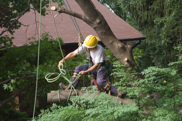 Best Hedge Trimming  in Dunlap, OH