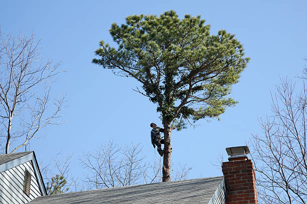 Professional Tree Services in Dunlap, OH